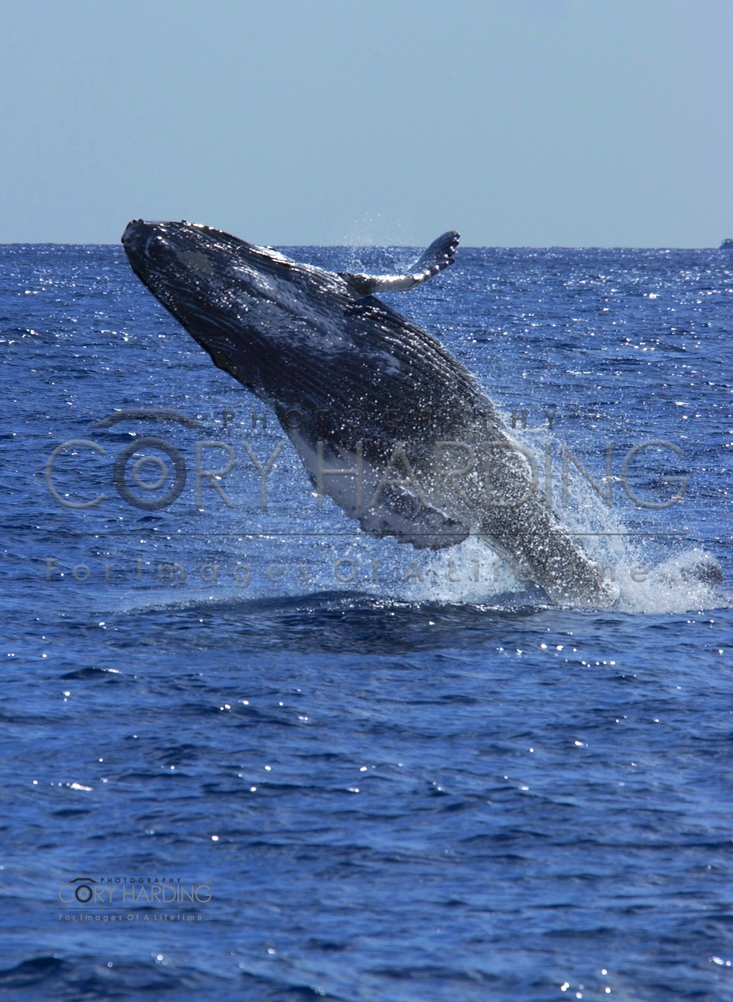 Action Event — DSC_3642